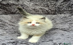 Ragdoll cats for sale: GCCF registered Ragdoll kittens  - Image 26