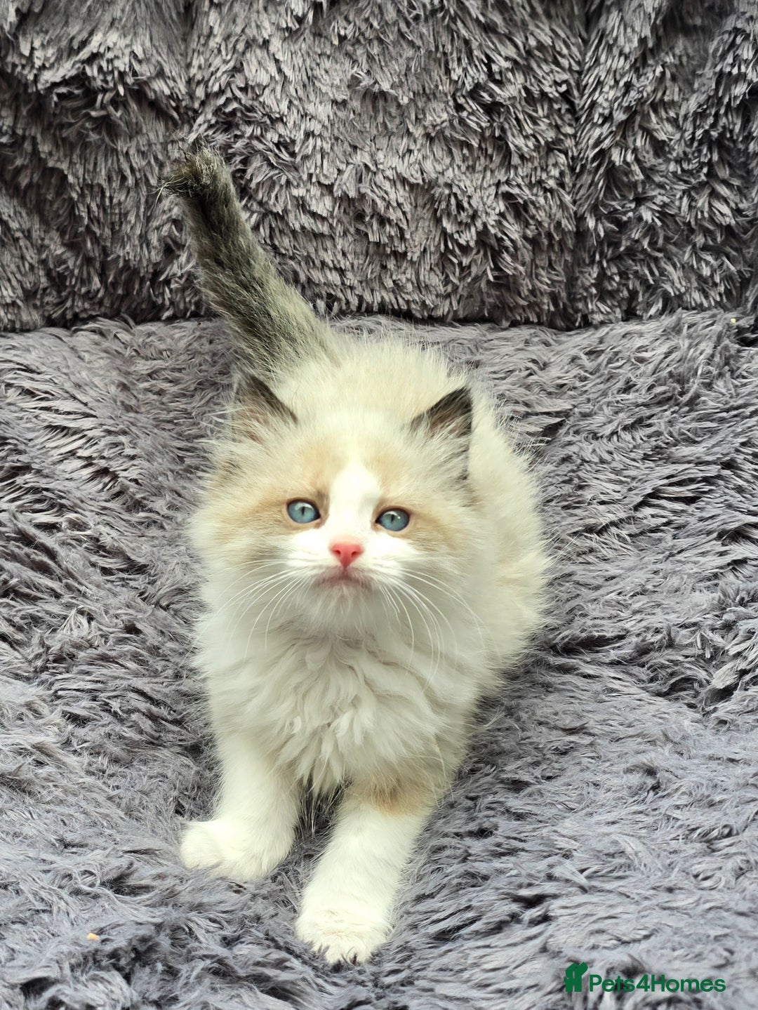 Ragdoll cats for sale: GCCF registered Ragdoll kittens  - Image 26