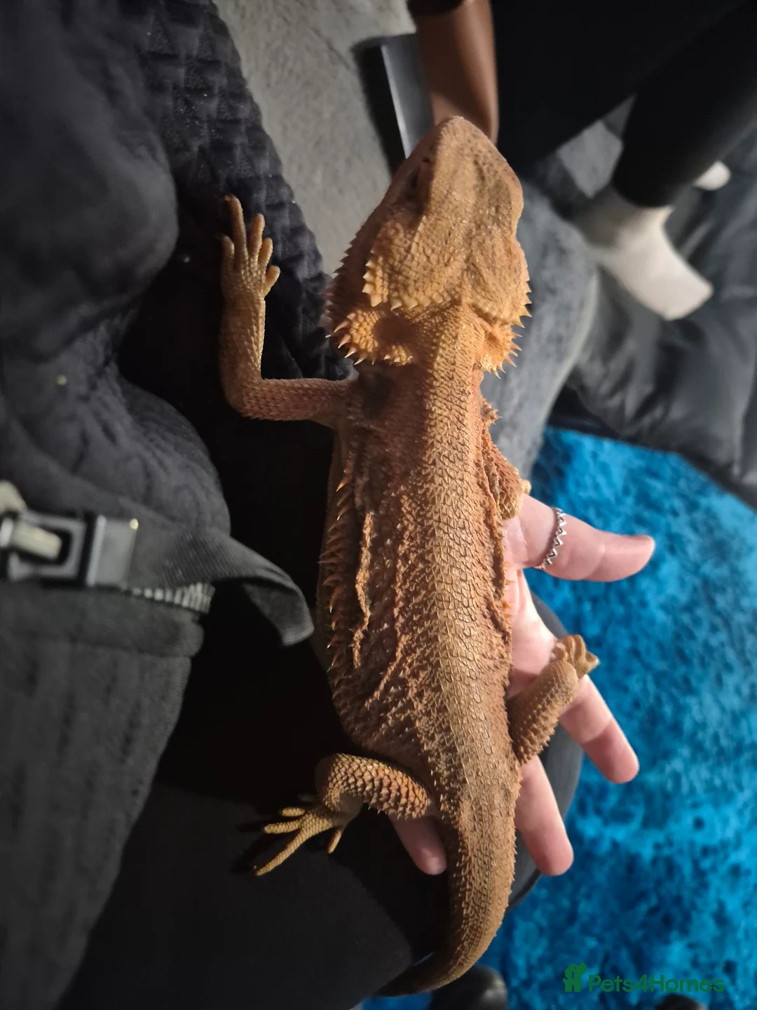 Bearded Dragon reptiles for sale: 2 year old beautiful red bearded dragon in Worksop - Advert 6