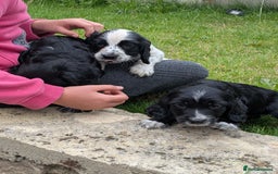 Cocker Spaniel dogs for sale: Beautiful cocker spaniel puppies  - Image 2