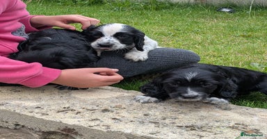 Cocker Spaniel dogs - Advert 16