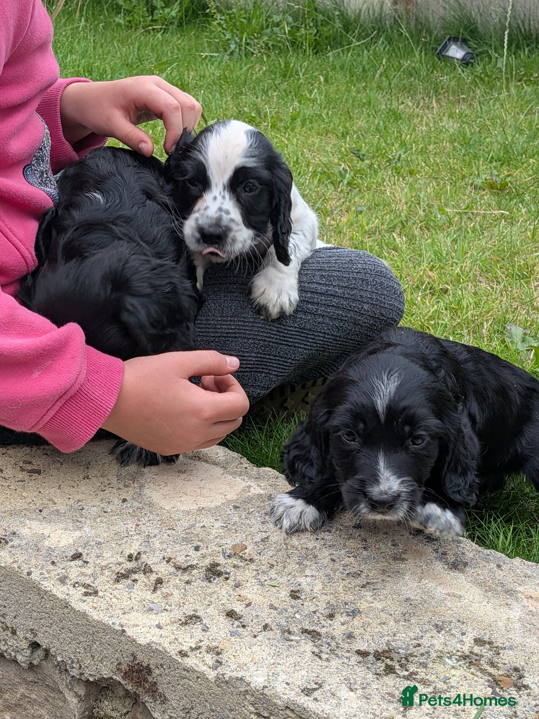 Cocker Spaniel dogs for sale: Beautiful cocker spaniel puppies  - Image 2