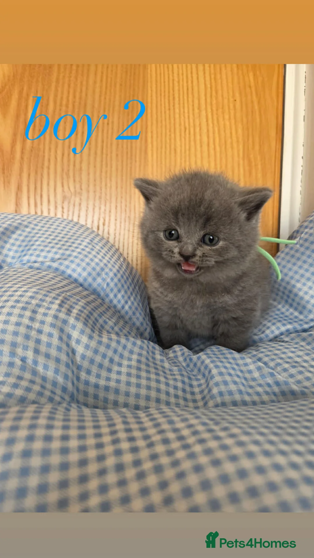 British Shorthair cats for sale: Beautiful British Shorthair Blue Kittens  - Advert 2