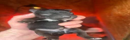 Patterdale Terrier dogs for sale: 🔥🔥ROSIE & BOBS LITTER🔥🔥 in Liverpool - Advert 23