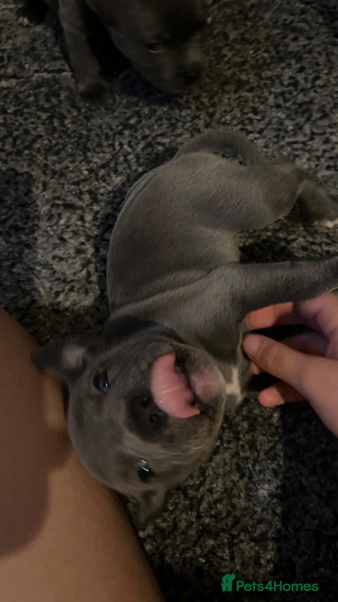 Staffordshire Bull Terrier dogs for sale: Blue Staffordshire bull terrier puppies  - Image 12