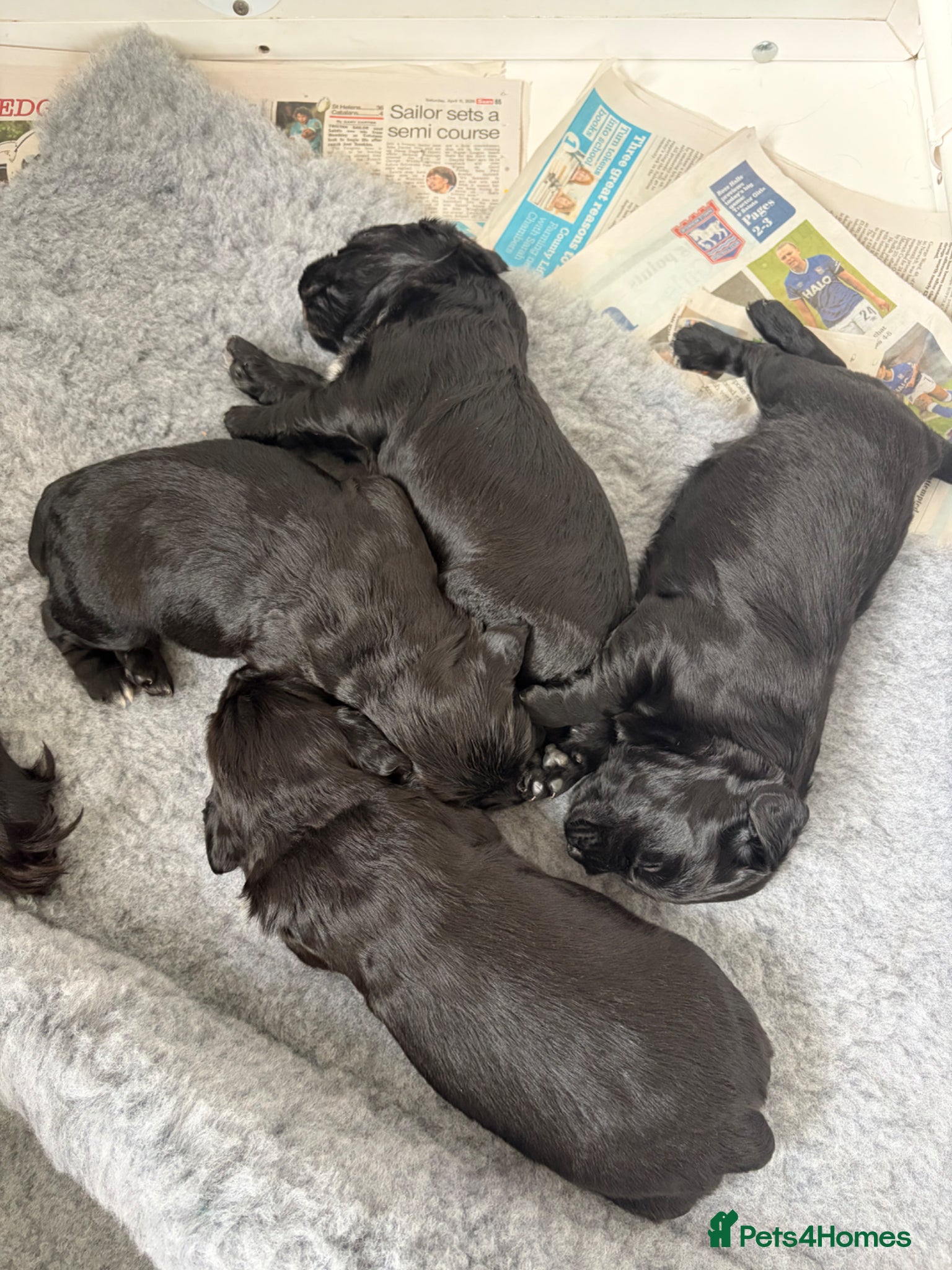 Cocker Spaniel dogs Beautiful Black Working Cocker Spaniels  - Advert 2