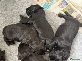 Cocker Spaniel dogs Beautiful Black Working Cocker Spaniels - Advert 16