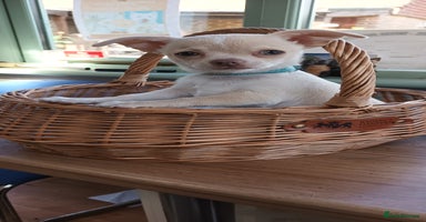 Chihuahua dogs - Advert 15