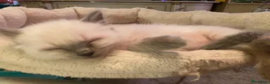 Ragdoll Kitten 5