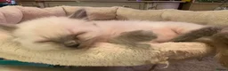 Ragdoll cats for sale: Adorable Ragdolls  - Advert 18