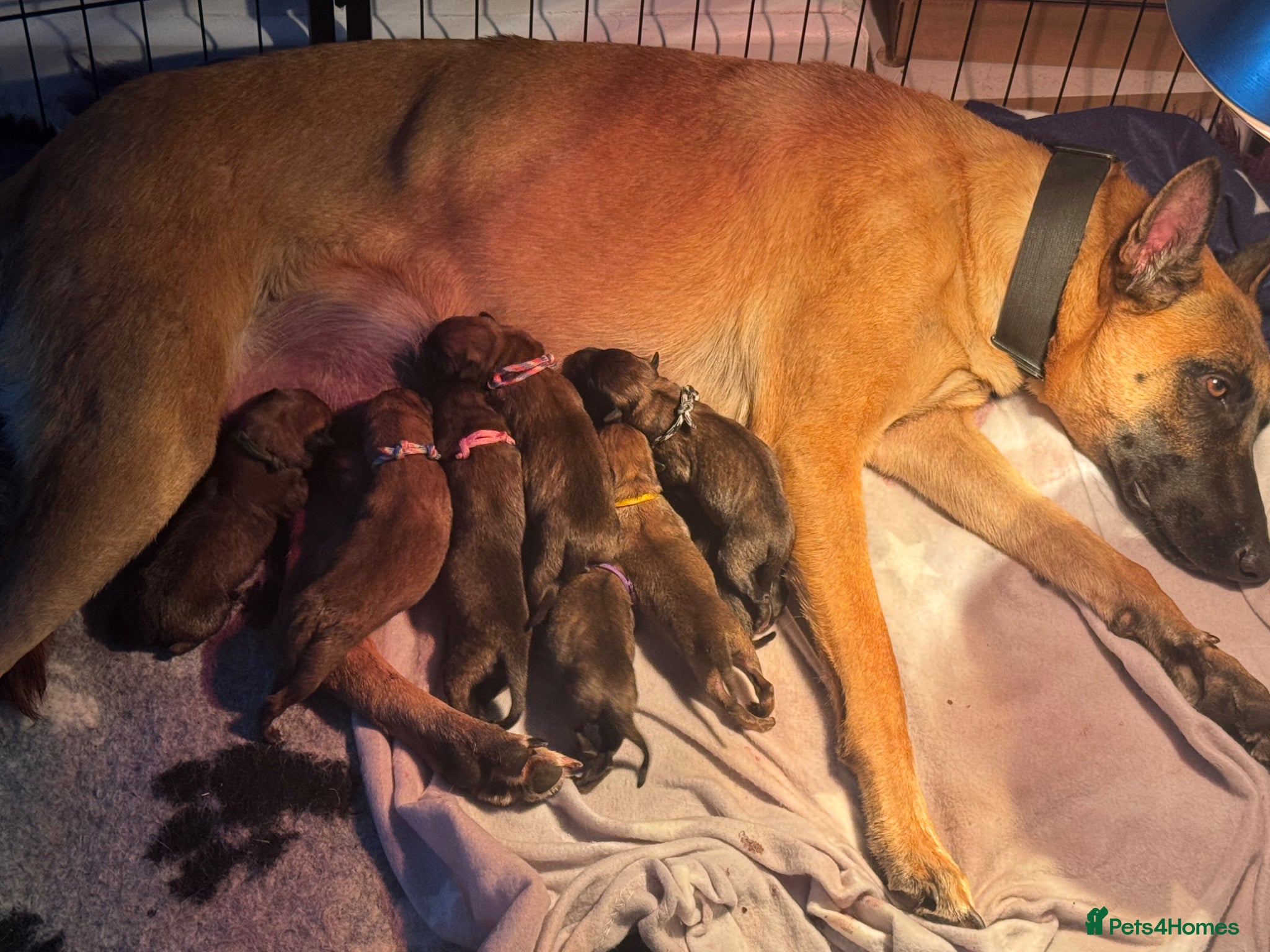 Belgian Shepherd Dog dogs for sale: 8 beautiful babies  in St Albans - Advert 12