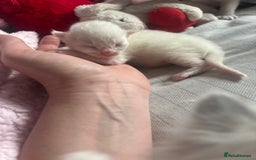 Ragdoll cats for sale: GCCF Ragdoll Kittens *CHIP*VACS*NEUTERED* - Image 6