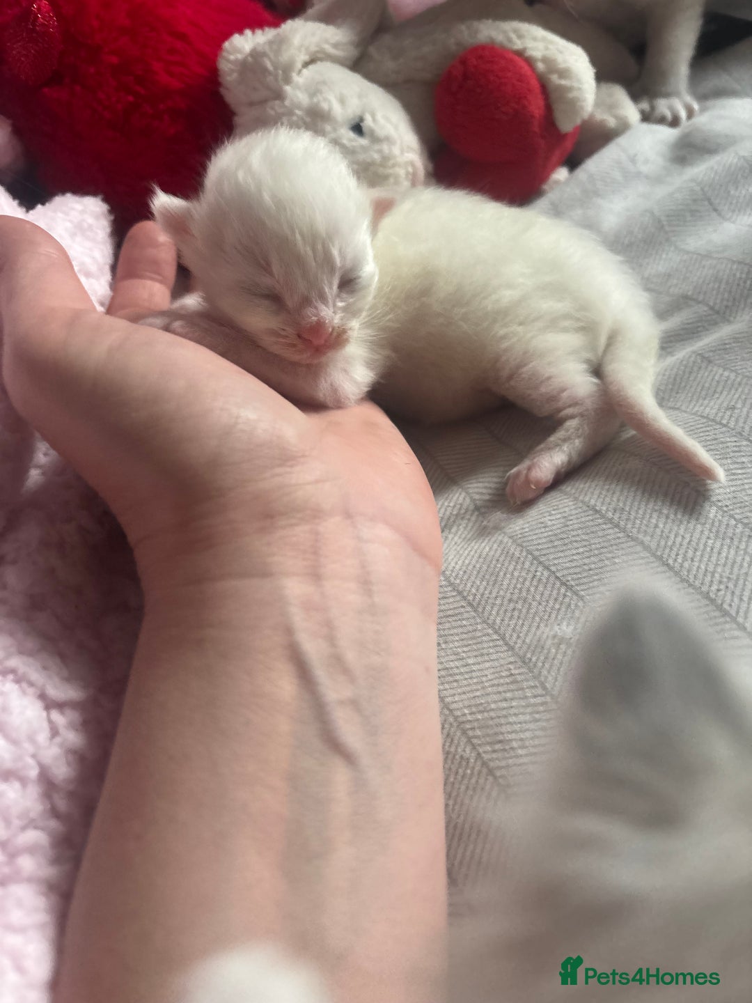 Ragdoll cats for sale: GCCF Ragdoll Kittens *CHIP*VACS*NEUTERED* - Image 6