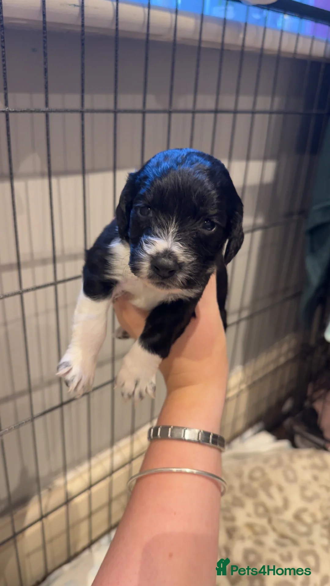 Mixed Breed dogs for sale: Spaniel puppies  - Advert 2