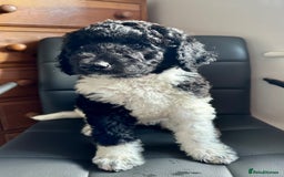 Mixed Breed dogs for sale: 🐾 St Beradoodle Puppies Health Tested Parents 🐾 in Sheerness - Image 9