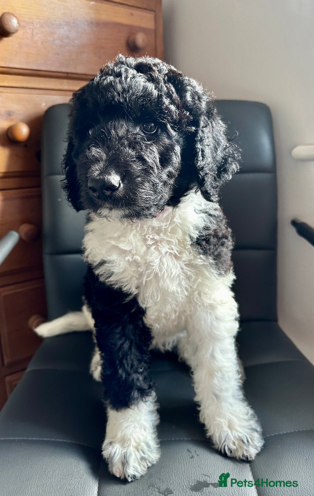 Mixed Breed dogs for sale: 🐾 St Beradoodle Puppies Health Tested Parents 🐾 in Sheerness - Image 9
