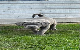 Cane Corso dogs for sale: Kingcanecorso litter, stunning traditional corsos - Advert 6