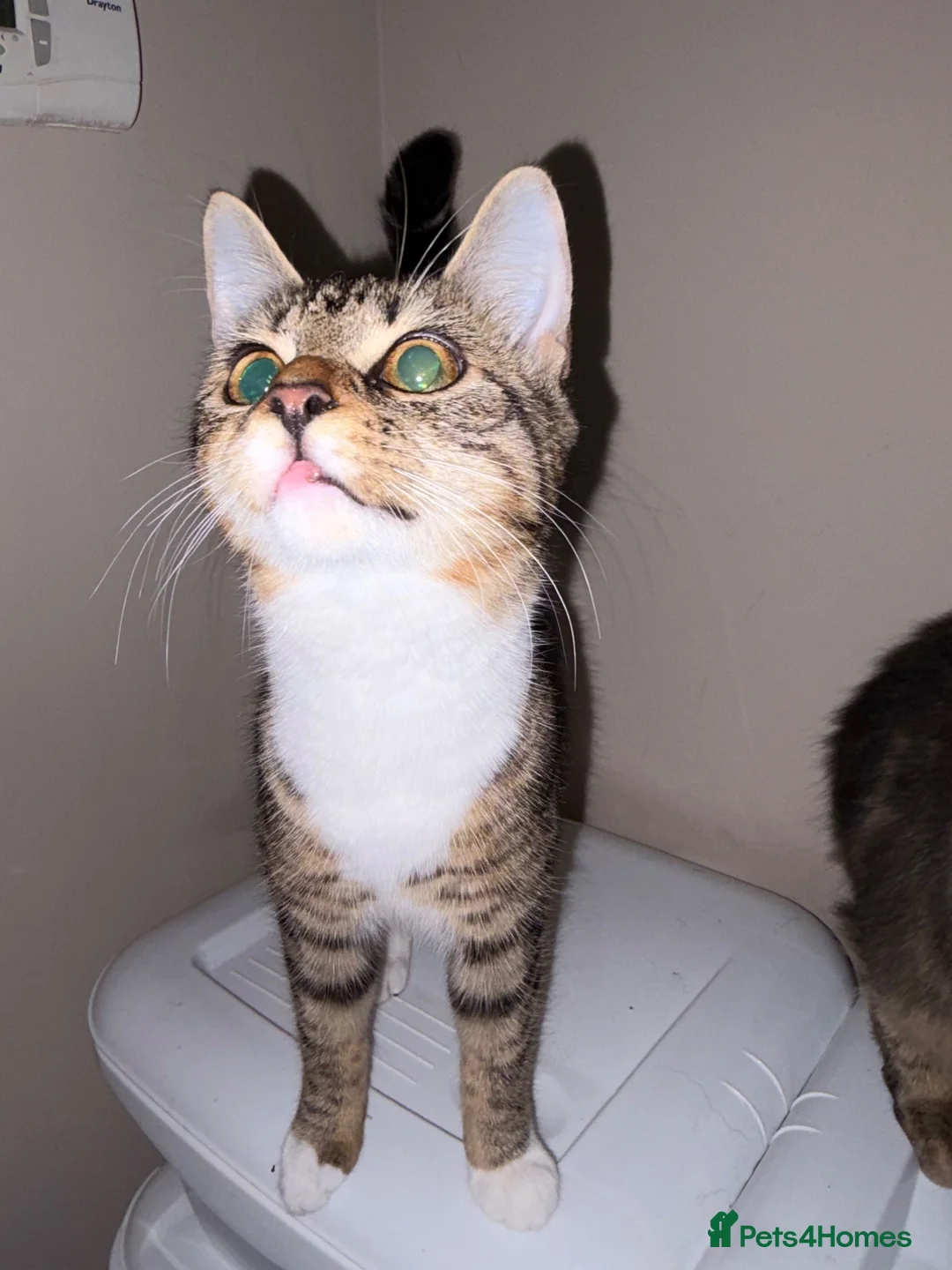 Mixed Breed cats for sale: Female kitten - Advert 4