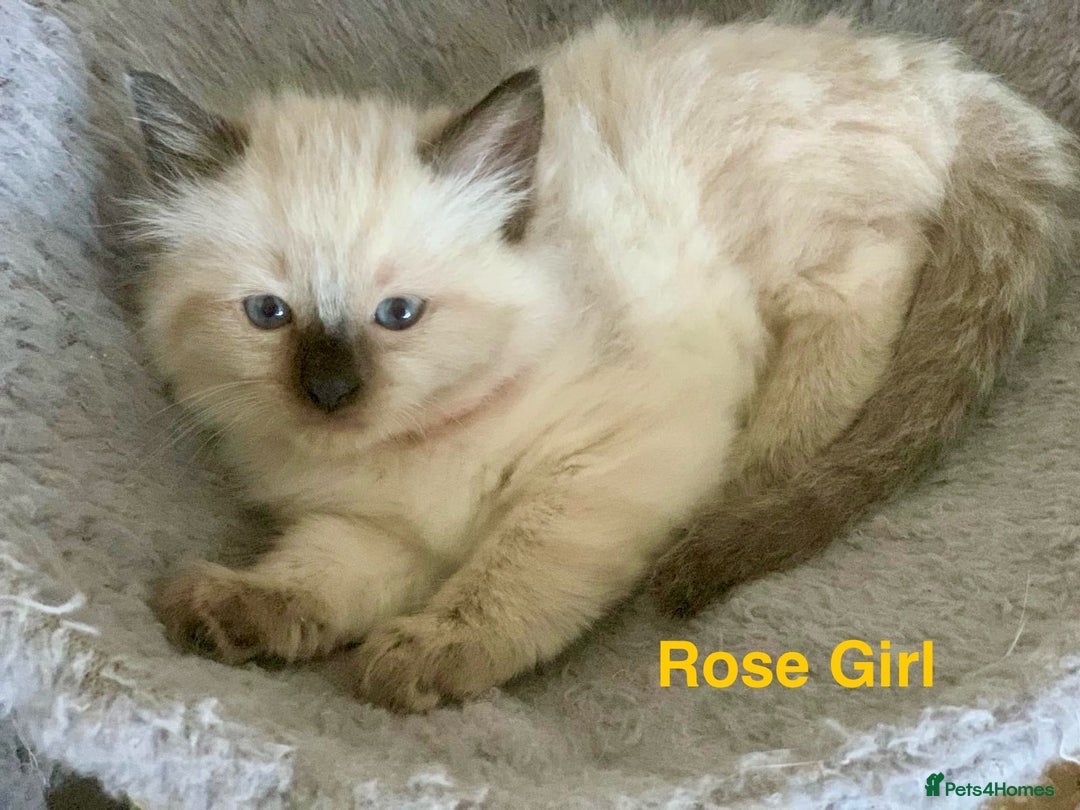 Ragdoll cats for sale: ❗️Charming Pure Ragdoll Kittens waiting love ❤️❗️ - Advert 12