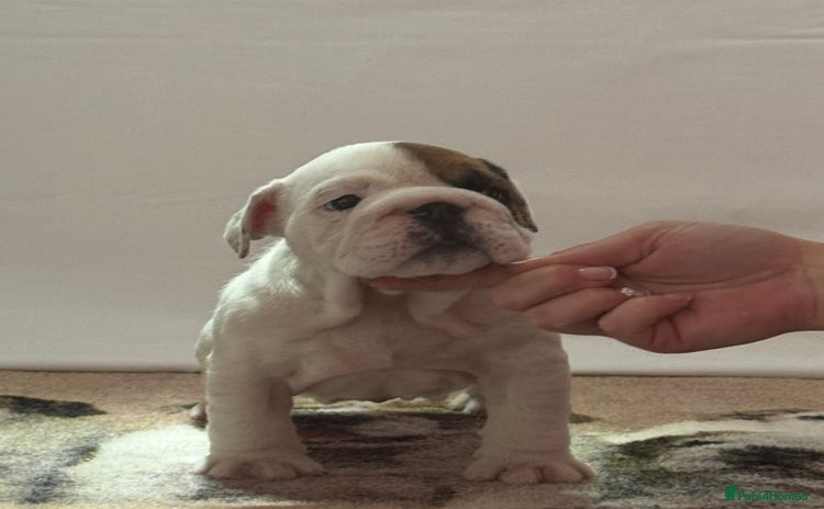 English Bulldog dogs - Advert 1