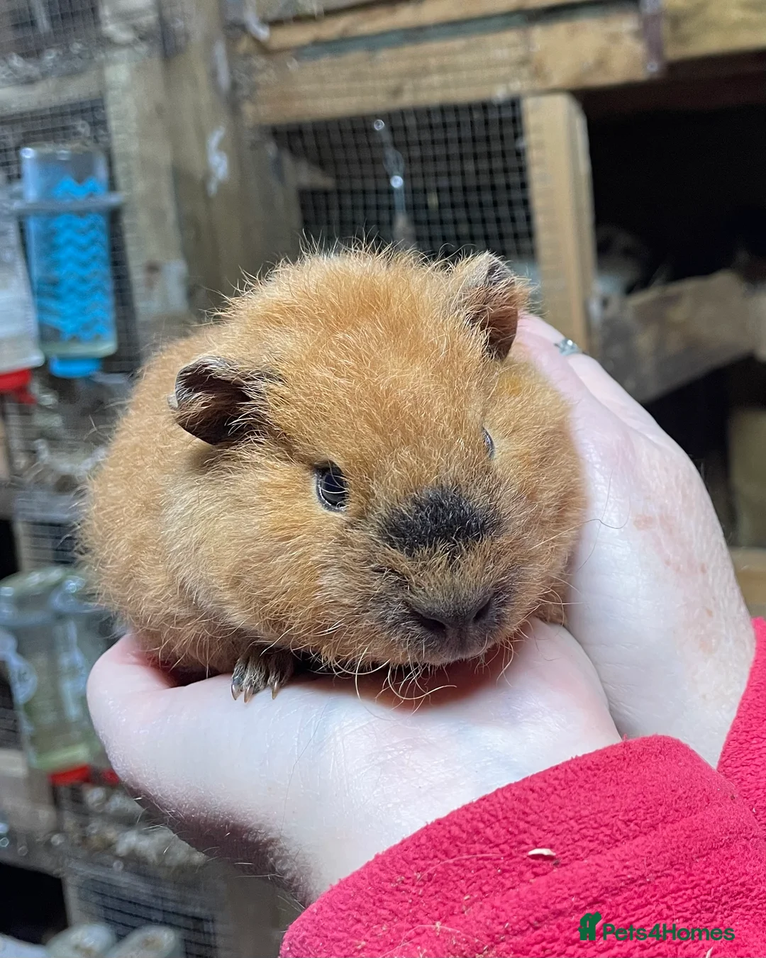 Guinea Pig rodents for sale: TWO BONDED GUINEA PIG BABY SISTERS  - Advert 3