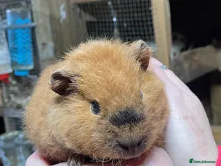 Guinea Pig rodents BONDED GUINEA PIG BABY GIRLS - Advert 13