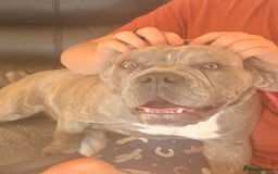 Dorset Olde Tyme Bulldogge dogs for sale: Olde thyme English bulldogge  in Middlesbrough - Image 7