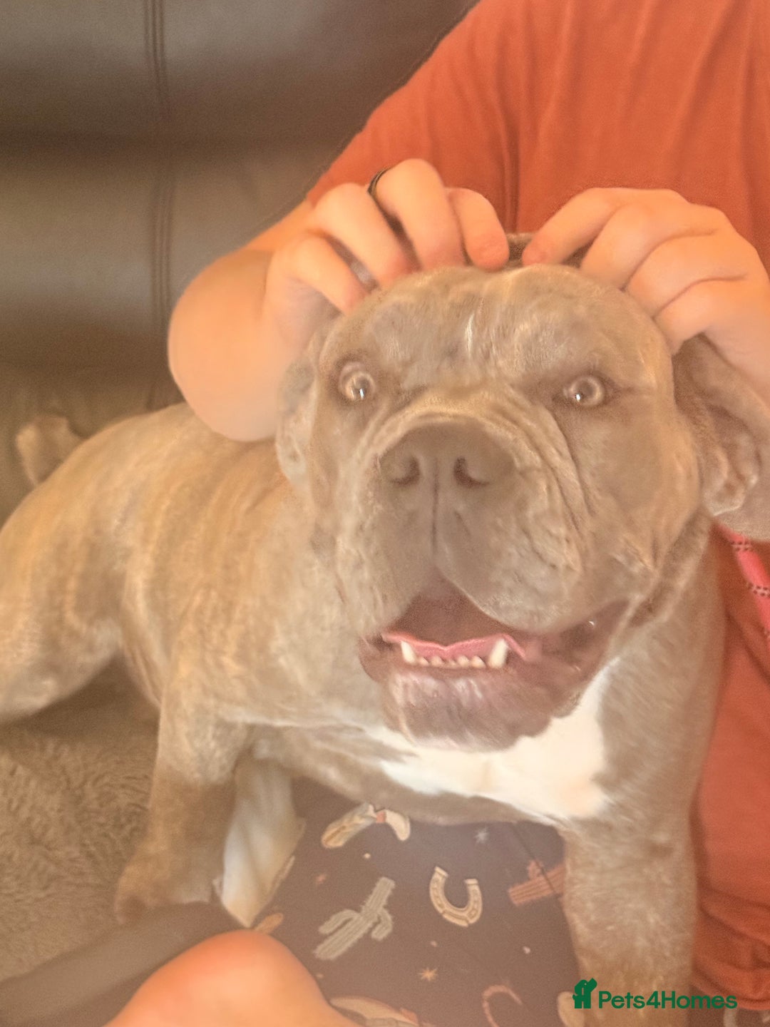 Dorset Olde Tyme Bulldogge dogs for sale: Olde thyme English bulldogge  in Middlesbrough - Image 7
