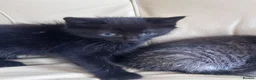 Mixed Breed cats for sale: Beautiful kittens  - Advert 3