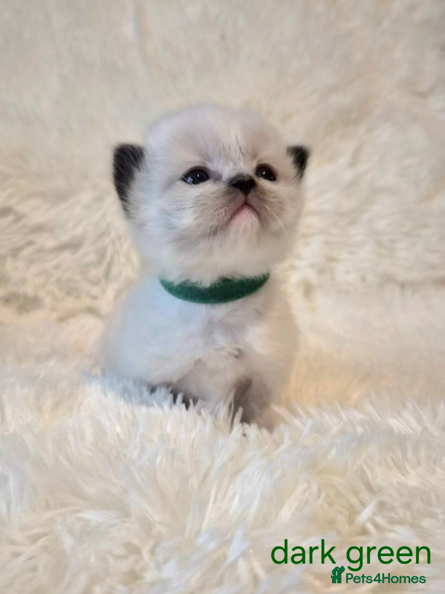 Ragdoll cats  Ragdoll Kittens 😸 ♥️  - Advert 1