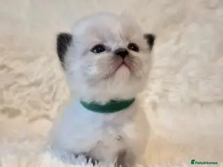 Ragdoll cats Ragdoll Kittens 😸 ♥️ - Advert 1