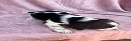 English Springer Spaniel dogs for sale: Millie and her beautiful Babies  in Yeovil - Advert 7