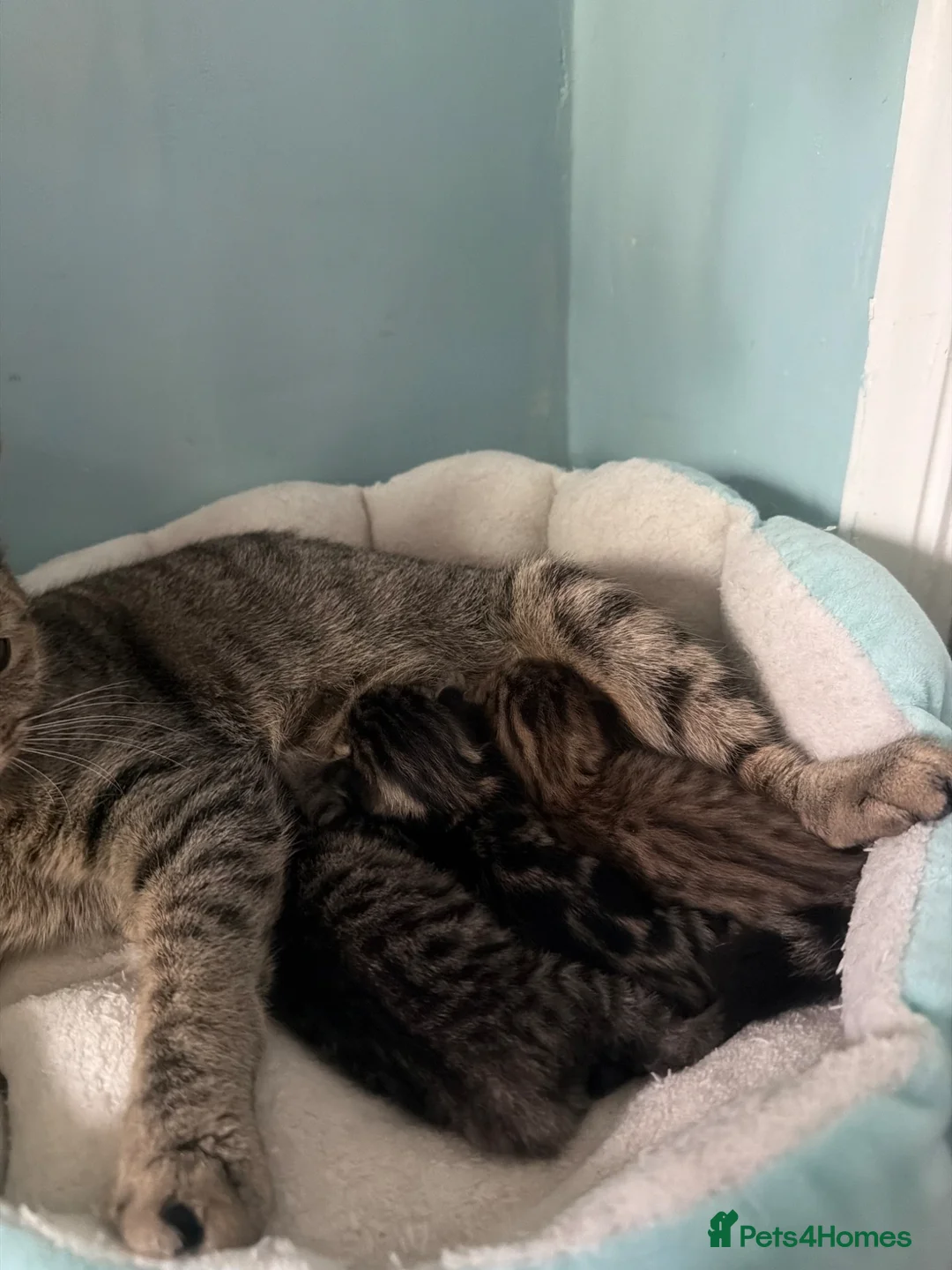 Mixed Breed cats for sale: 3 x Mixed Tabby Male Kittens Edinburgh in Dalkeith - Advert 13