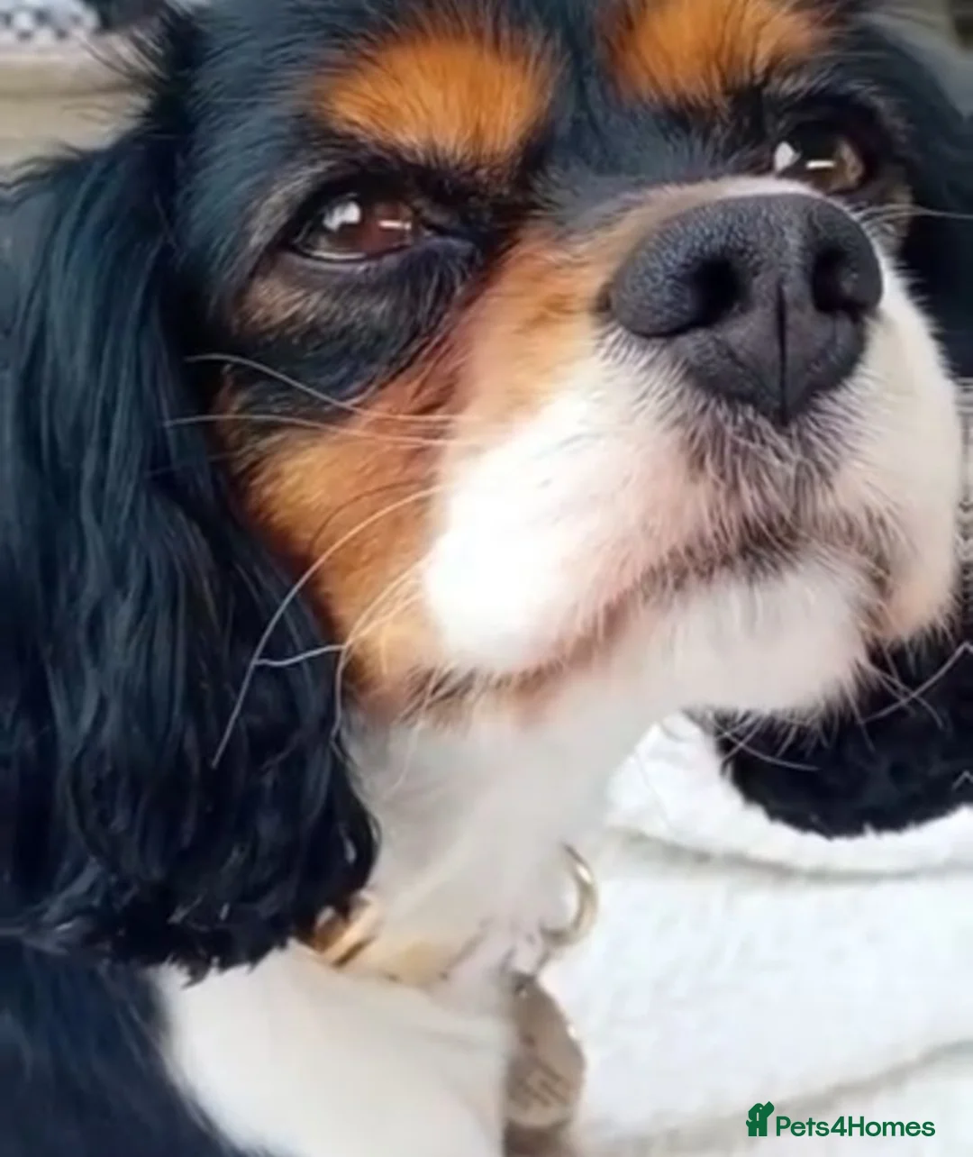 Cavalier King Charles Spaniel dogs for sale: rehoming Luna  in Hull - Advert 2