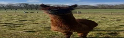 Alpaca livestock for sale: Suri alpaca male entire  - Advert 3