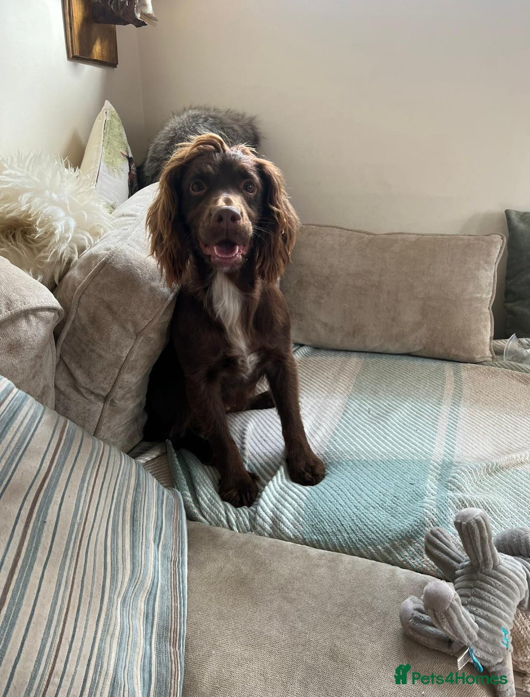 Sprocker dogs for sale: Male Chocolate Sprocker  - Image 13