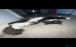 Ragdoll cats for sale: Ragdoll cross for loving home - Advert 6