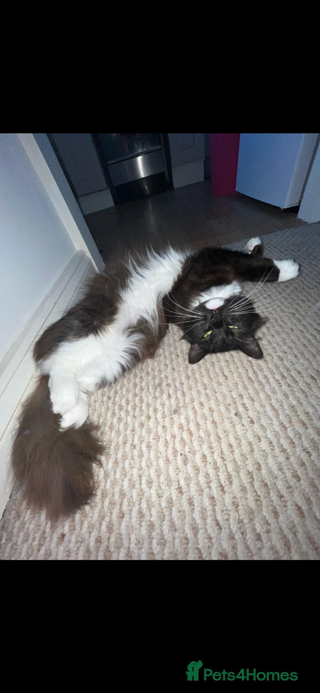 Ragdoll cats for sale: Ragdoll cross for loving home - Advert 6