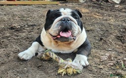 English Bulldog dogs for sale: Outstanding KC English Bulldogs, Top Quality Pups - Image 8