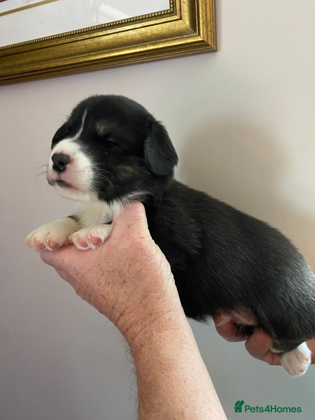 Welsh Corgi Cardigan dogs for sale: WELSH CARDIGAN CORGI BABIES - Advert 14