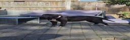 Olde English Bulldogge dogs for sale:  ** , MUST BE THE ONLY PET  in Doncaster - Advert 5