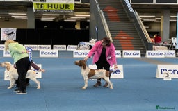 Bracco Italiano dogs for sale: Family raised Bracco Italiano puppies - Image 9
