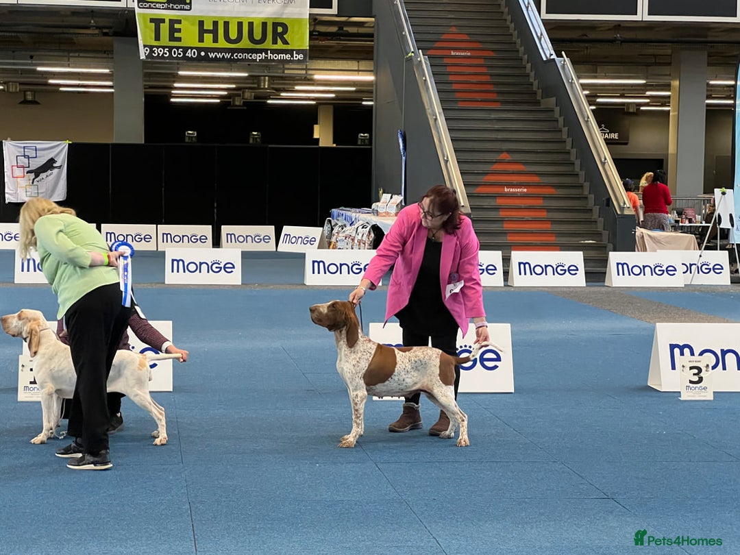 Bracco Italiano dogs for sale: Family raised Bracco Italiano puppies - Image 9