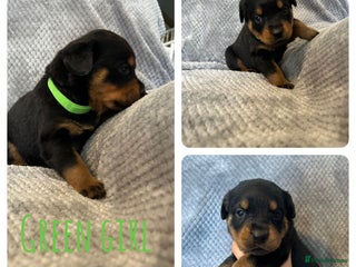 Rottweiler dogs Rottweiler puppies - Advert 4