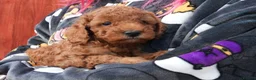 Mixed Breed dogs for sale: 1 RED BOY AVAILABLE TOY X MINIATURE POODLE PUPPIES - Advert 14