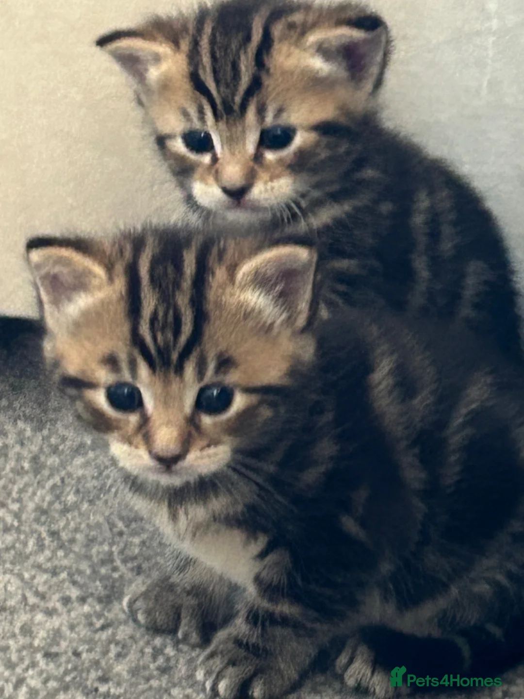 Mixed Breed cats for sale: Tabby Kittens for sale  in Ross-on-Wye - Advert 2