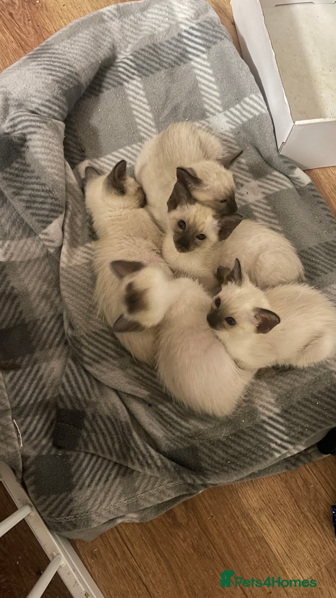 Siamese cats for sale: Beautiful Siamese Kittens 1 girl & 2 boys - Image 2
