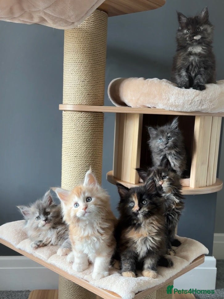 Maine Coon cats Maine Coon Kittens.. GCCF Reg and Health Tested.  - Advert 2