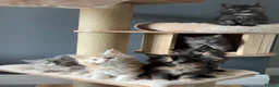 Maine Coon cats for sale: Maine Coon Kittens.. GCCF Reg and Health Tested.  - Advert 10