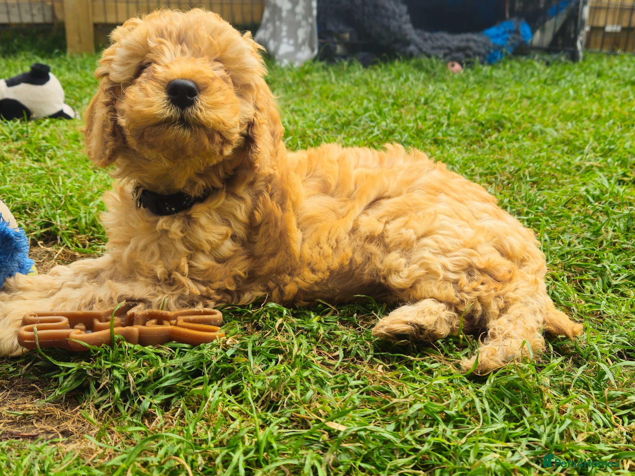 Cockapoo dogs for sale: Cockapoo F2 - Advert 1